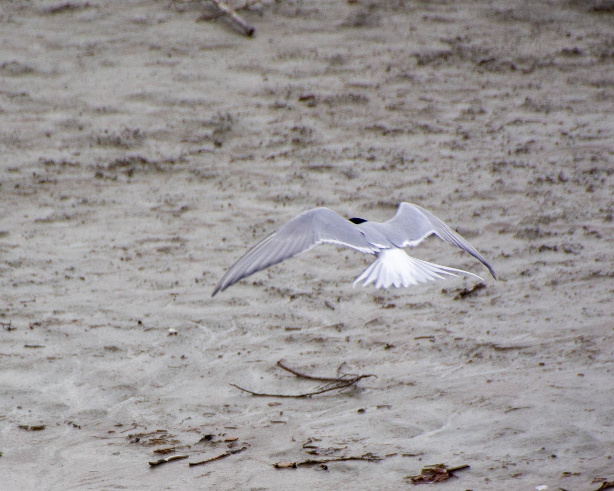 Arctic Tern - ML619960806