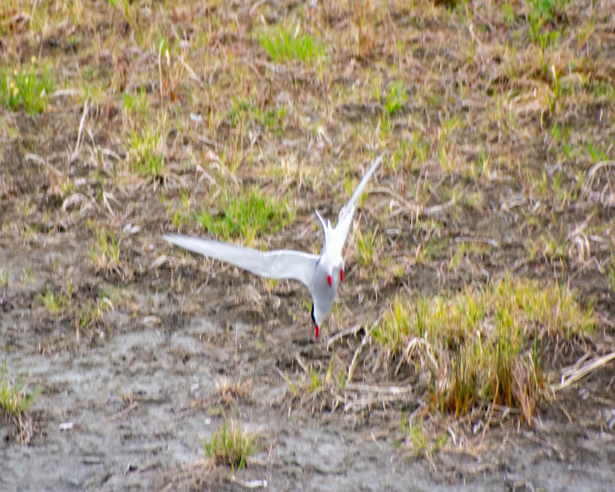 Arctic Tern - ML619960808