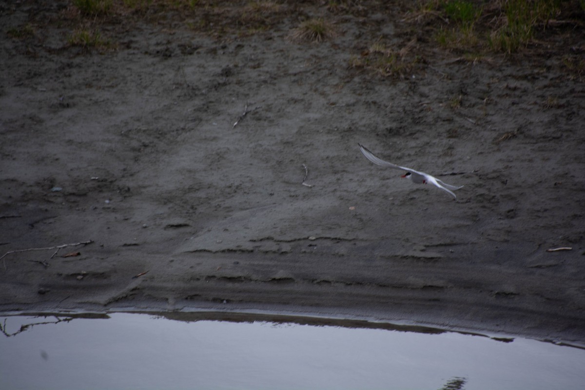 Arctic Tern - ML619960809