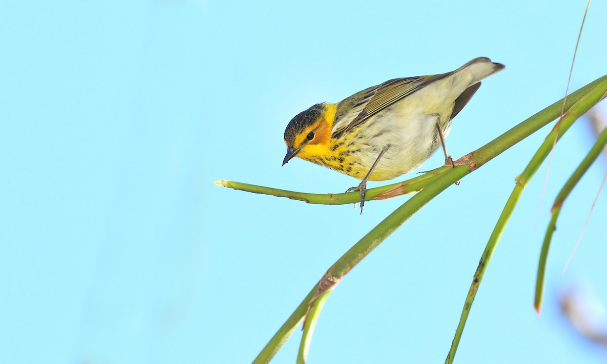 Cape May Warbler - ML619960810