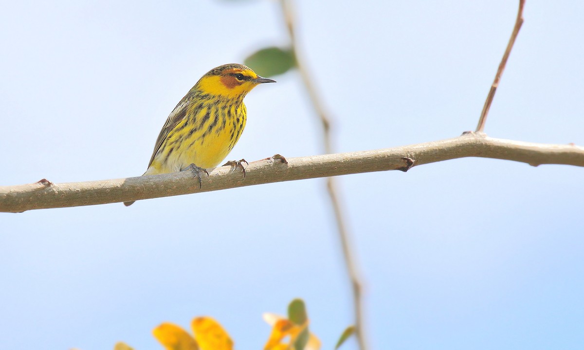 Cape May Warbler - ML619960813