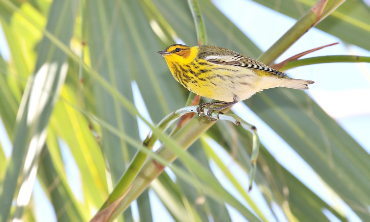 Cape May Warbler - ML619960814