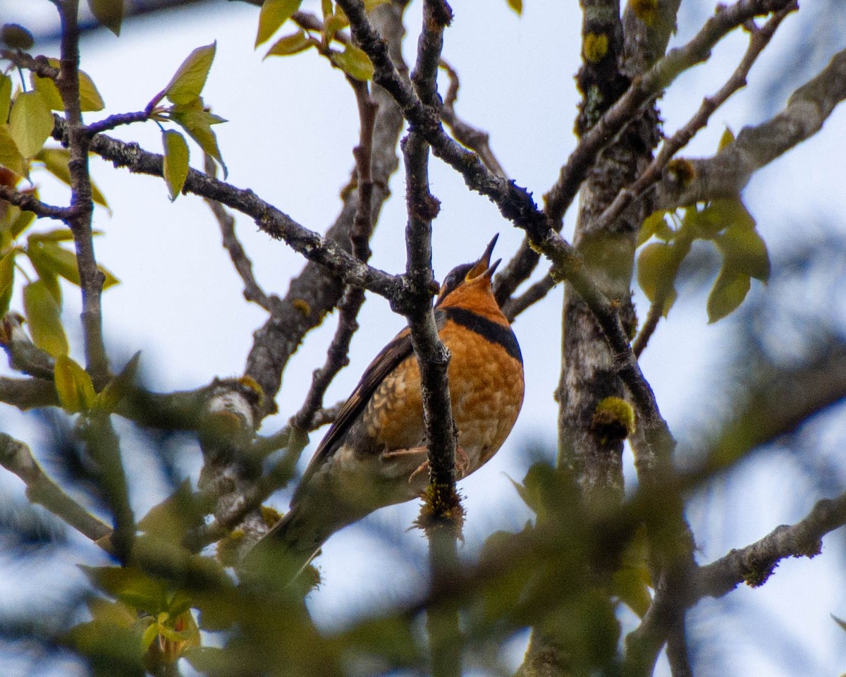 Varied Thrush - ML619960832