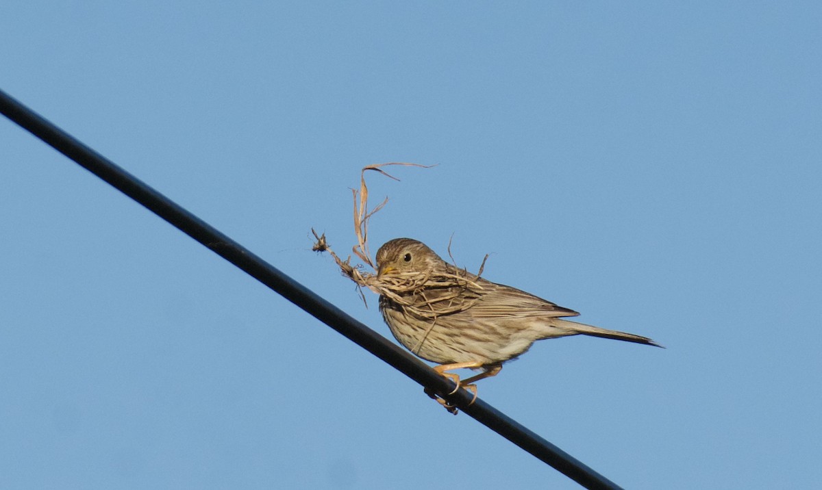 Corn Bunting - ML619960834