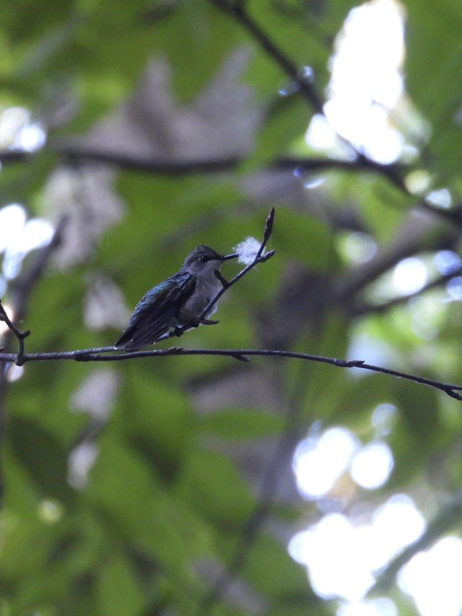 Ruby-throated Hummingbird - ML619960846