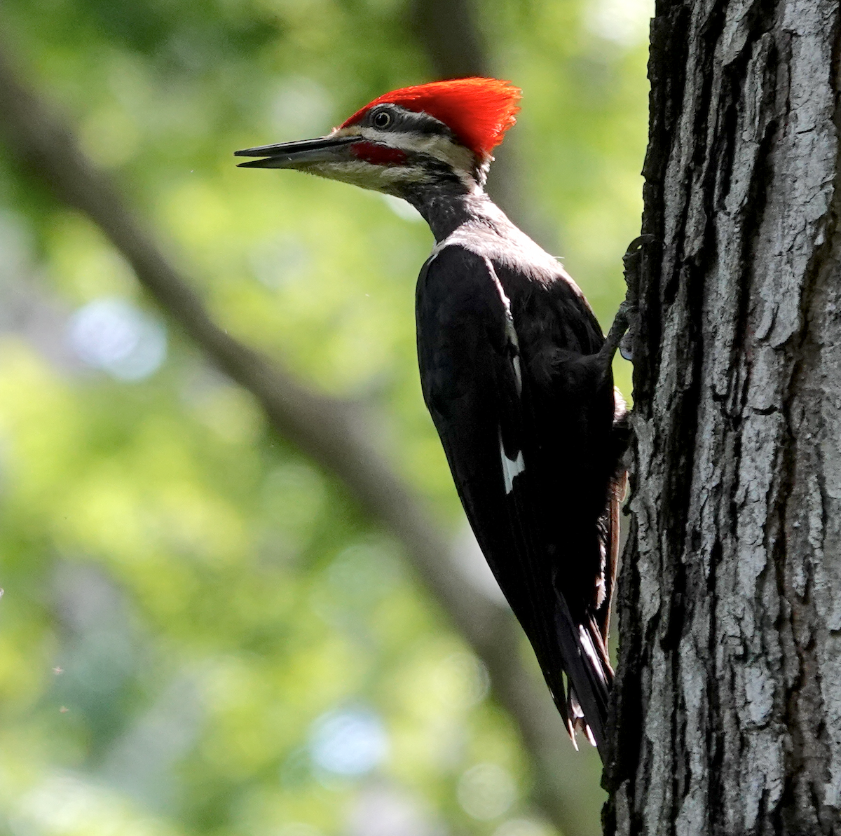 Pileated Woodpecker - ML619960857