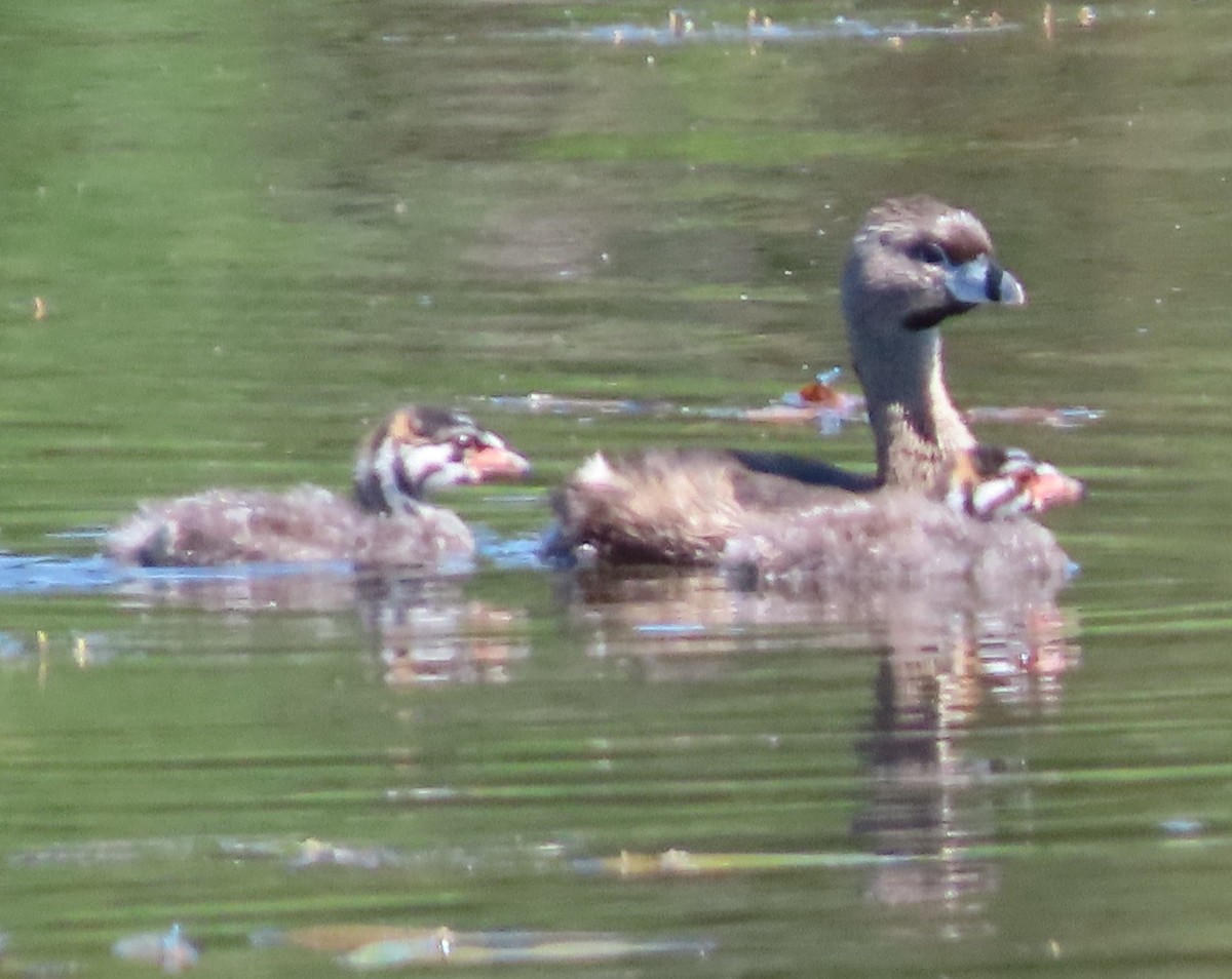 Pied-billed Grebe - ML619960864