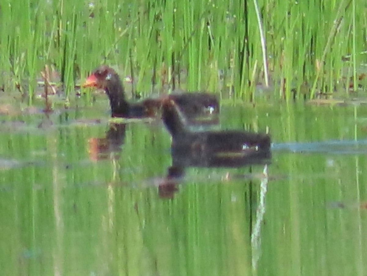 Gallinule d'Amérique - ML619960876