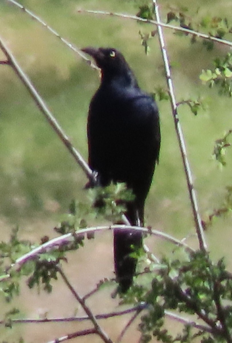 Great-tailed Grackle - ML619960889