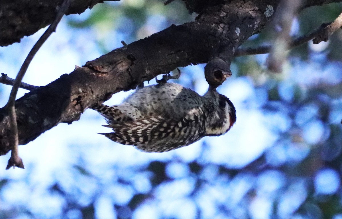 Checkered Woodpecker - ML619960894