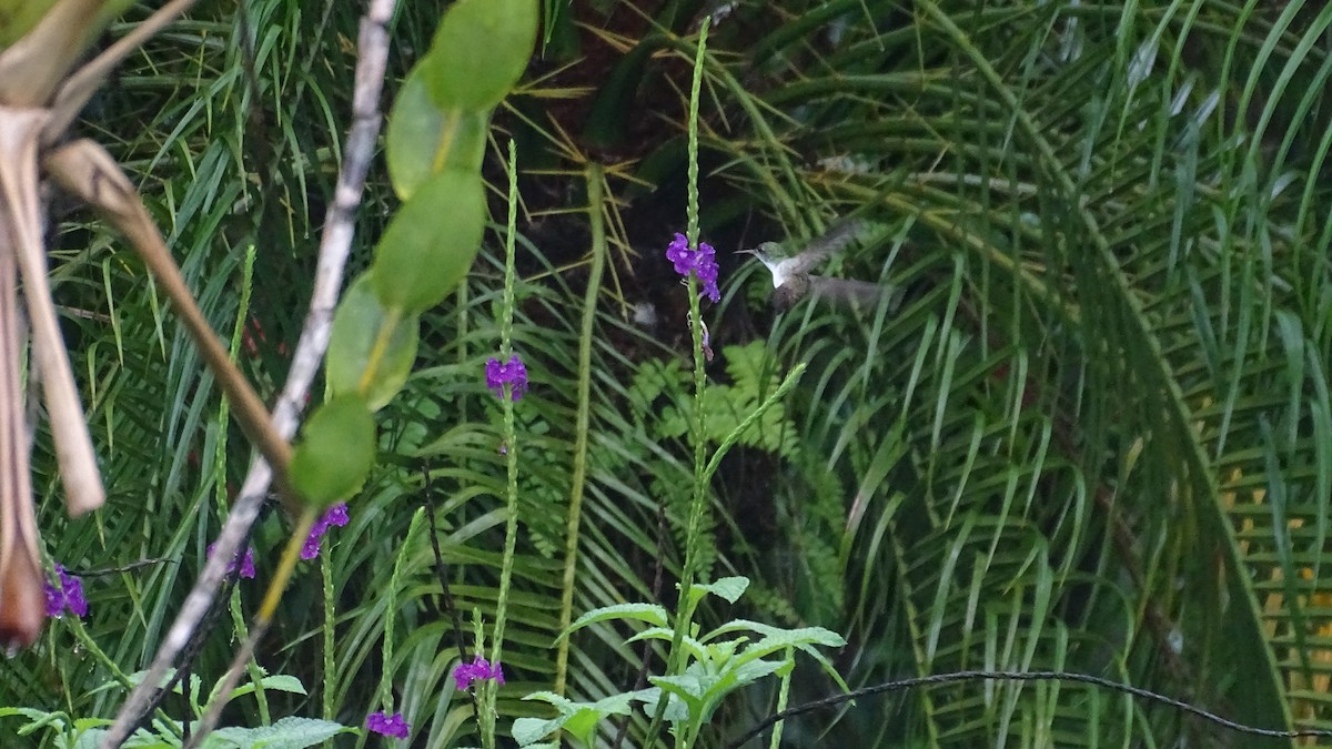 White-bellied Emerald - ML619960901