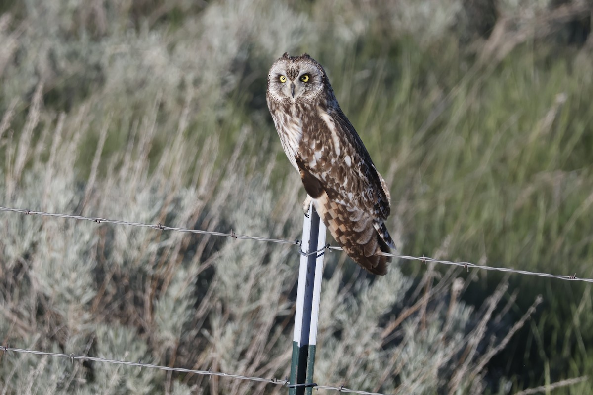 Short-eared Owl - ML619960902
