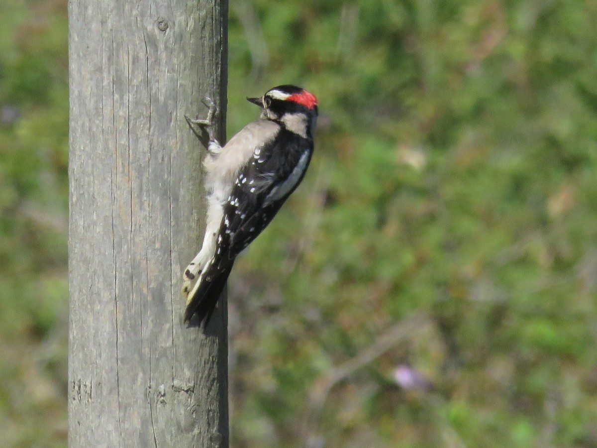 Downy Woodpecker - ML619960903