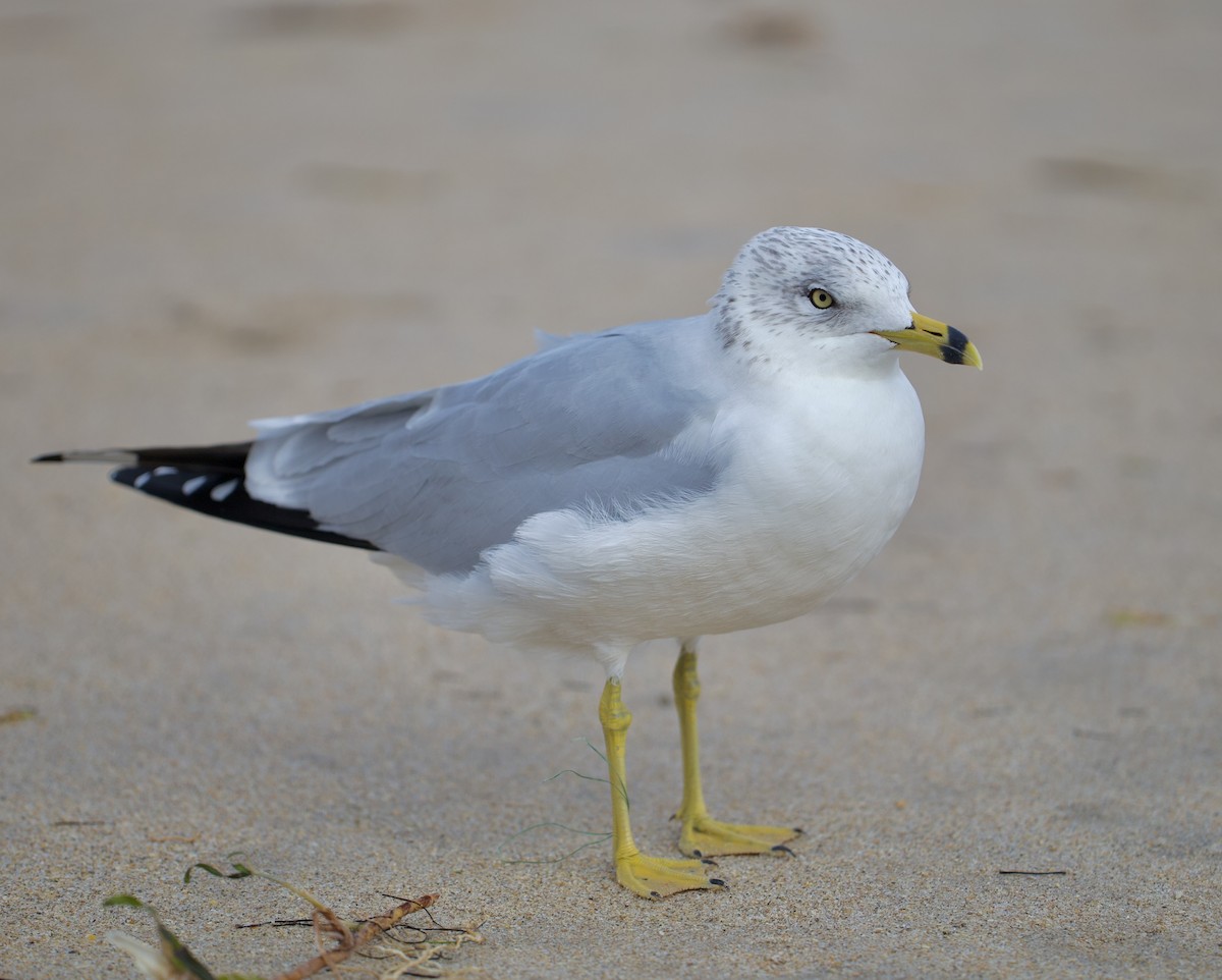 Ring-billed Gull - ML619960928