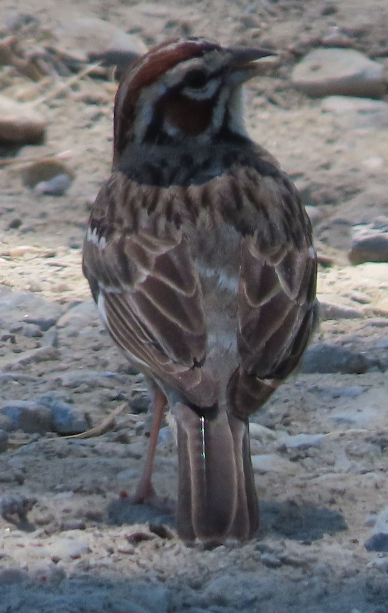 Lark Sparrow - ML619960935