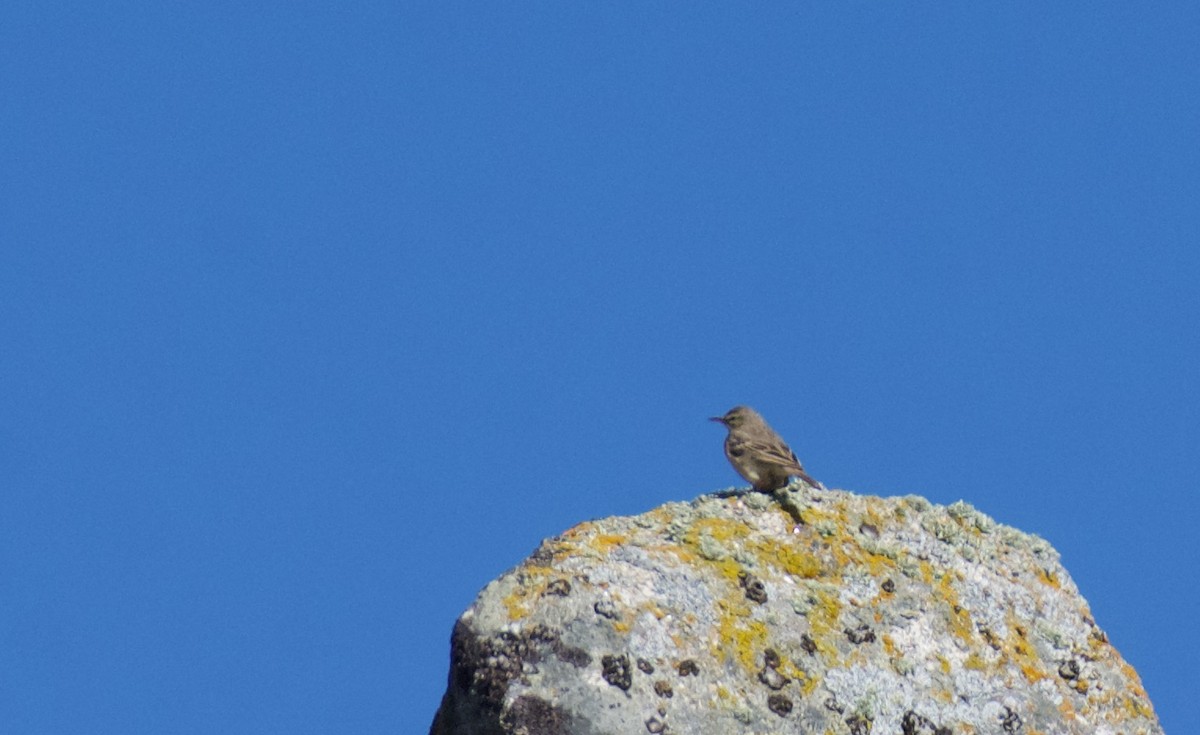 Tawny Pipit - ML619960944