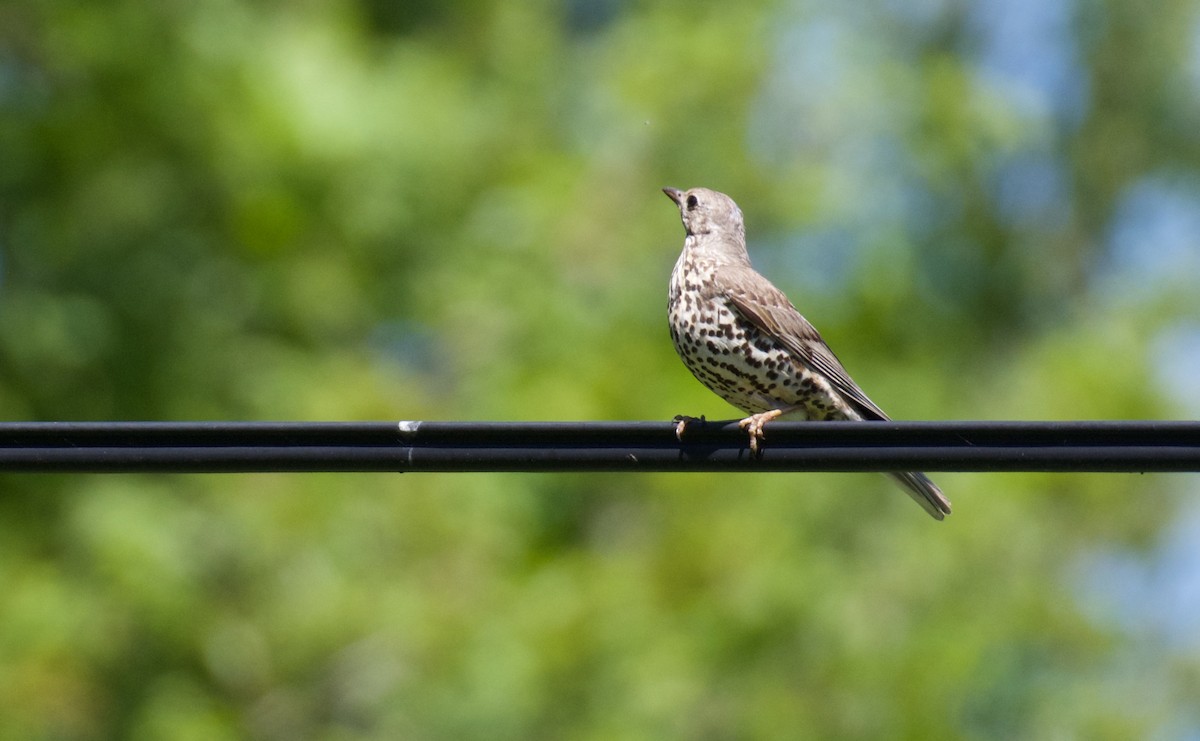 Mistle Thrush - ML619960961