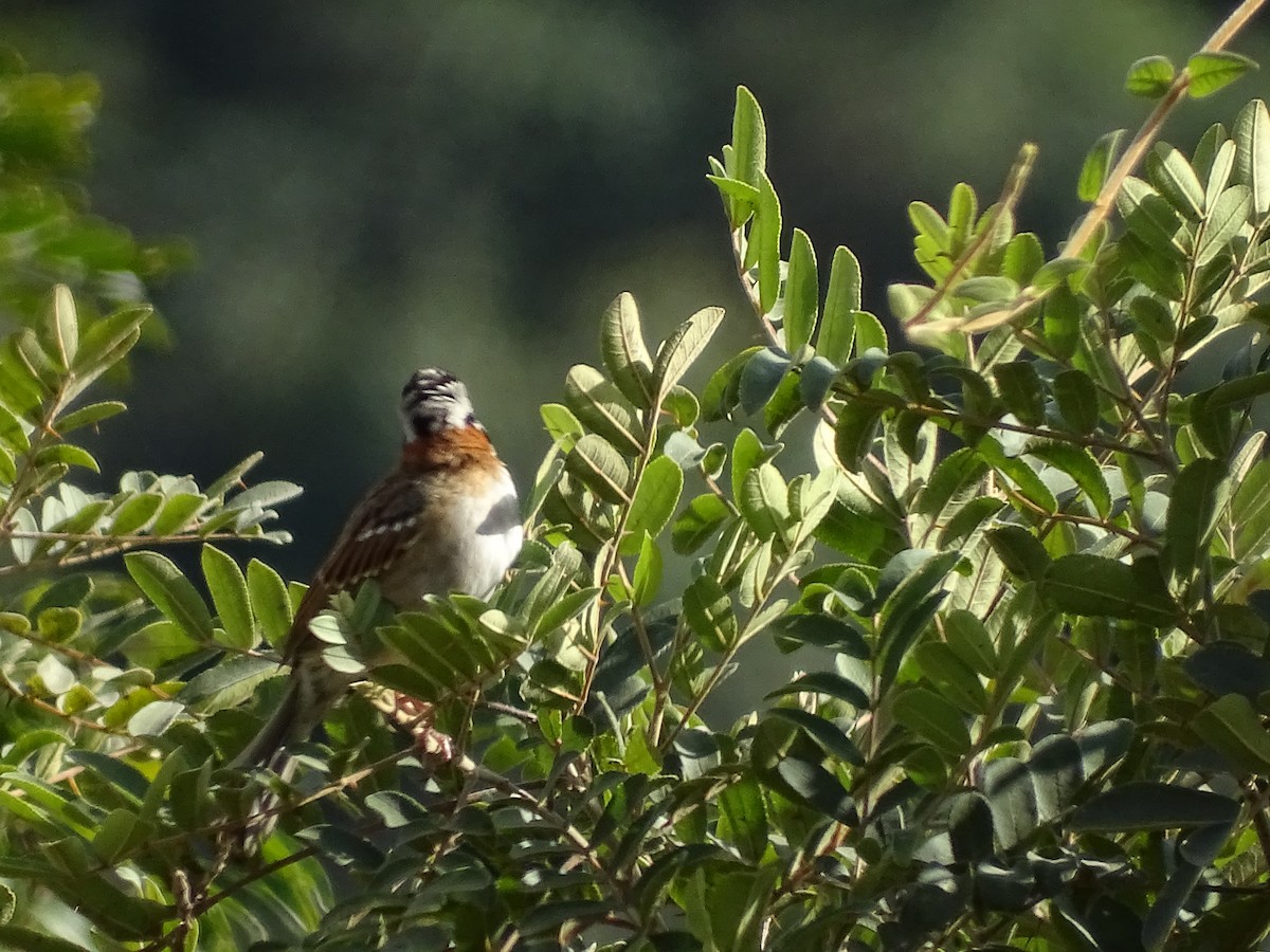 Rufous-collared Sparrow - ML619960986