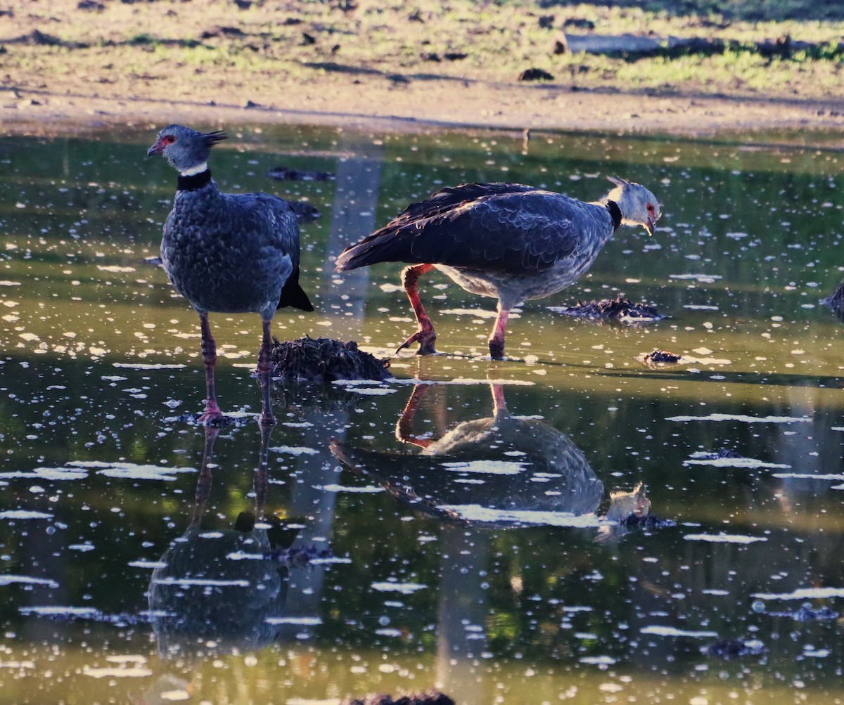 Southern Screamer - ML619961012