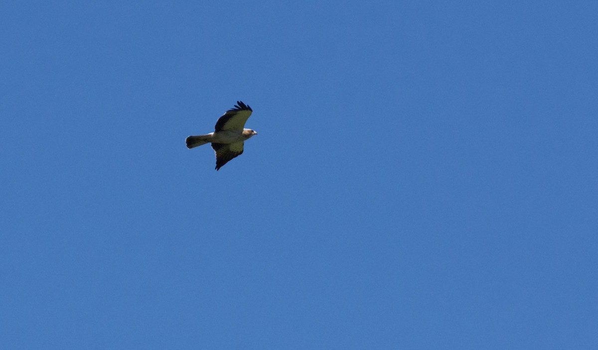 Eurasian Sparrowhawk - ML619961024