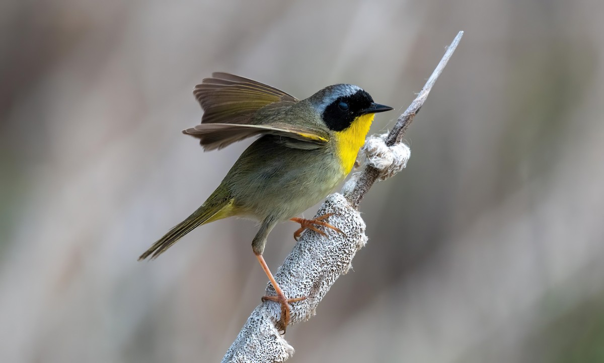 Common Yellowthroat - ML619961048