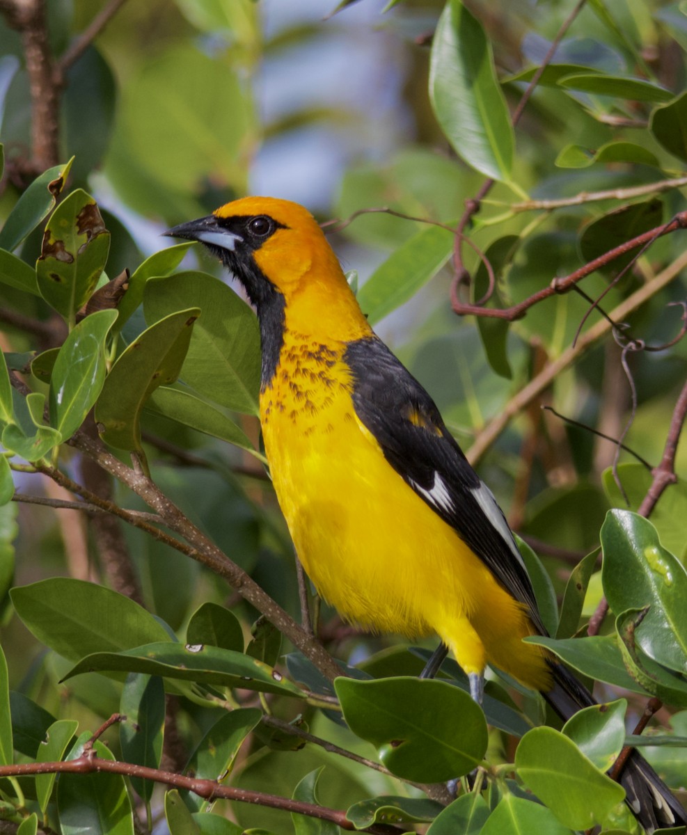 Spot-breasted Oriole - ML619961049