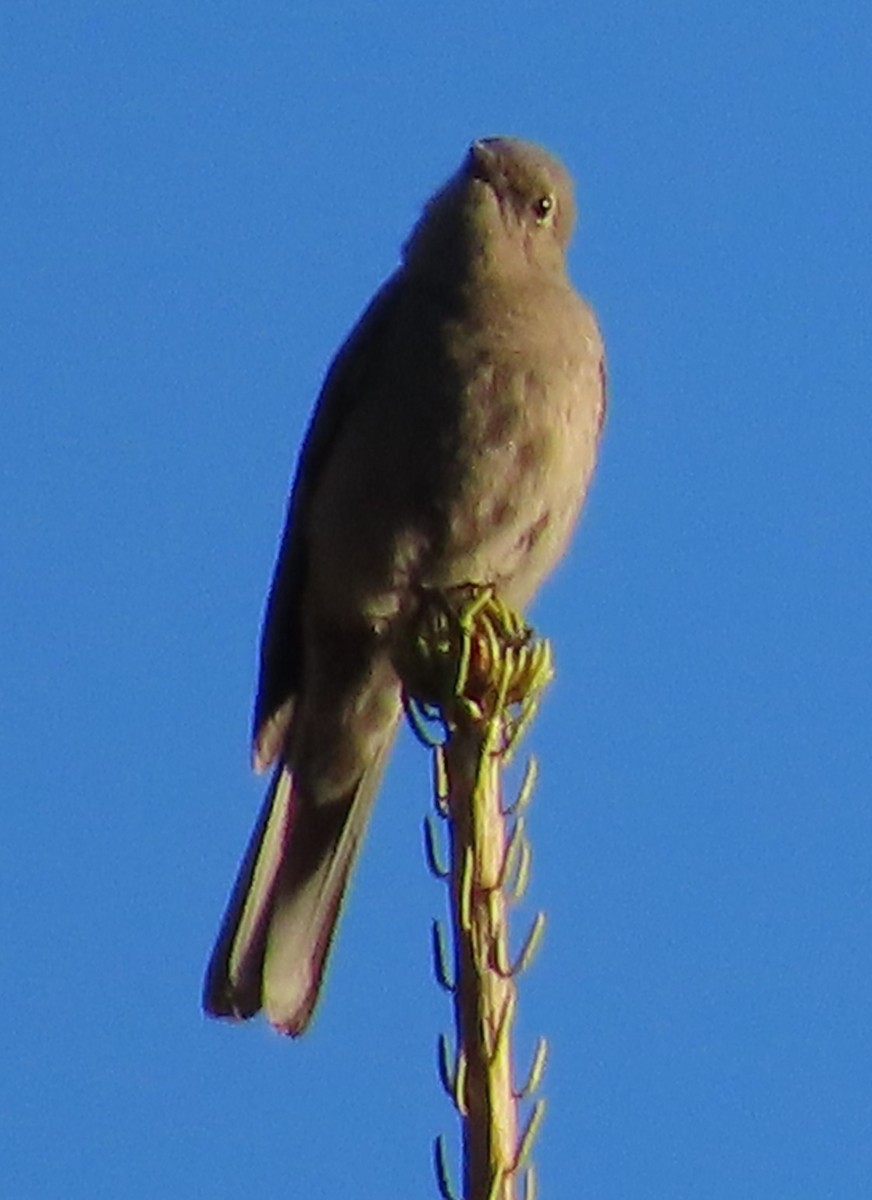 Townsend's Solitaire - ML619961051