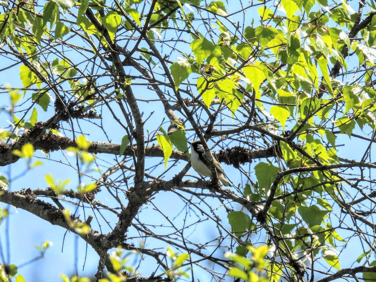 Chestnut-sided Warbler - ML619961063