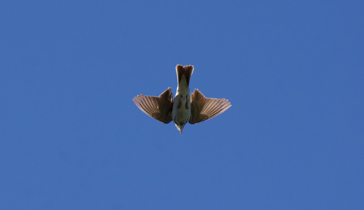 Tree Pipit - ML619961082