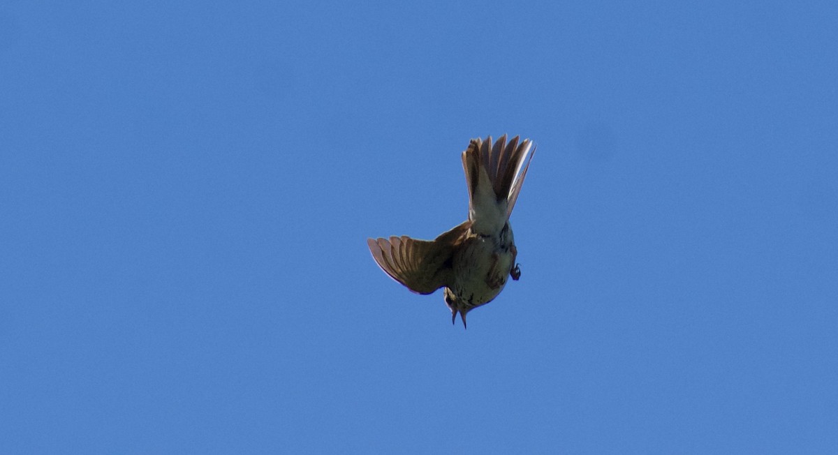 Tree Pipit - ML619961084