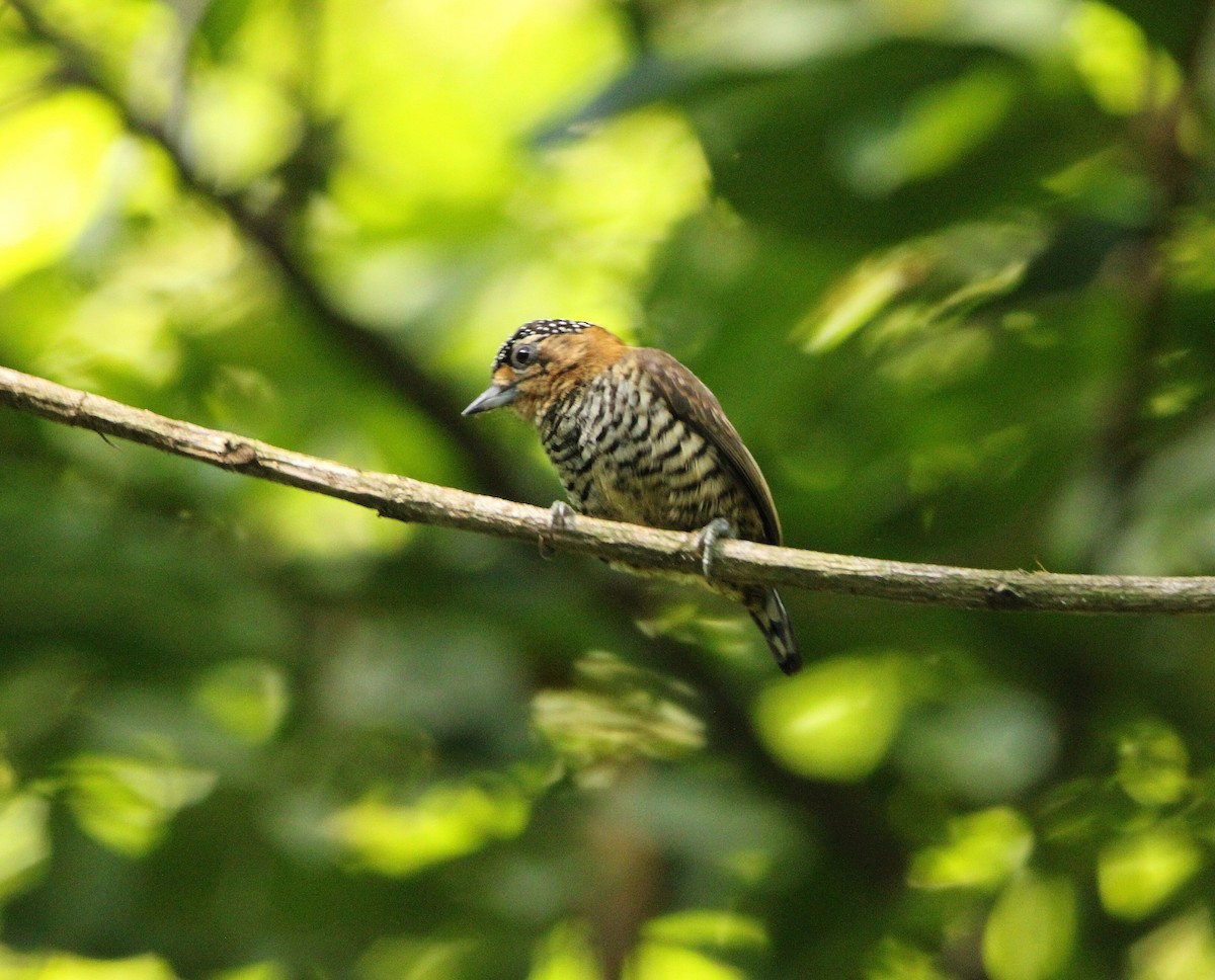 Ochre-collared Piculet - ML619961090