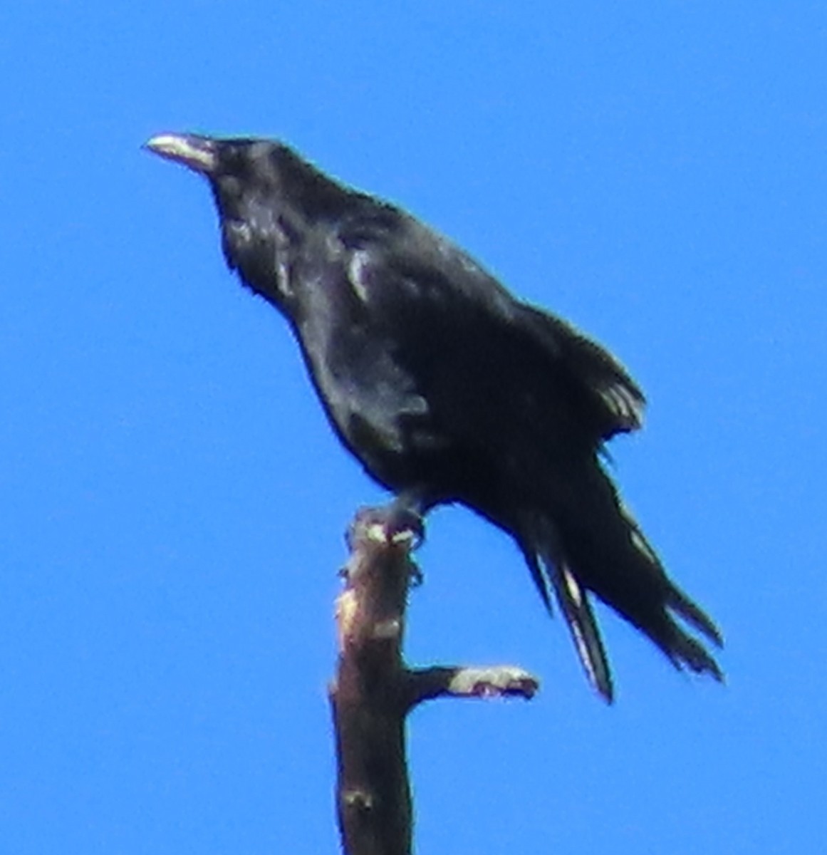 Common Raven - ML619961094