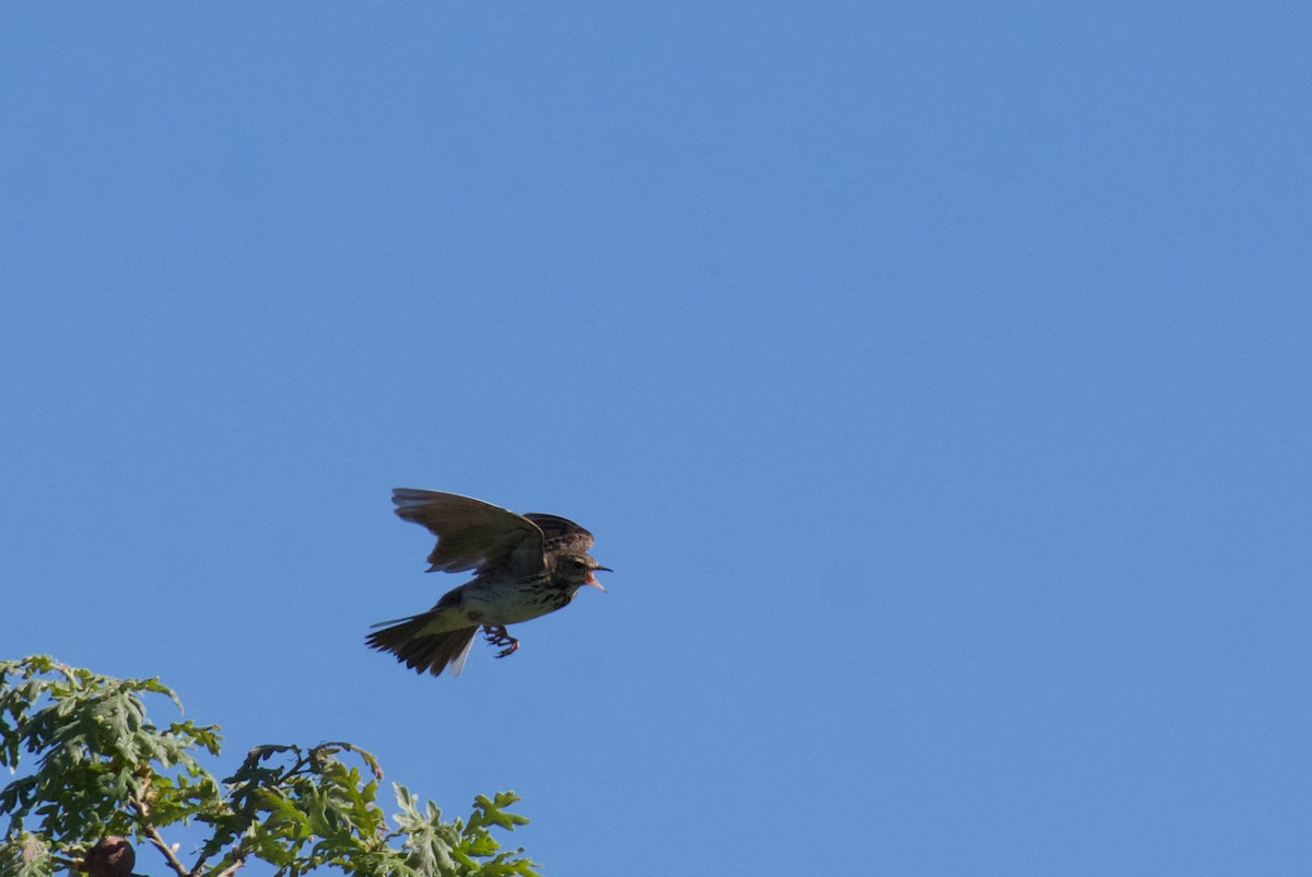 Tree Pipit - ML619961101