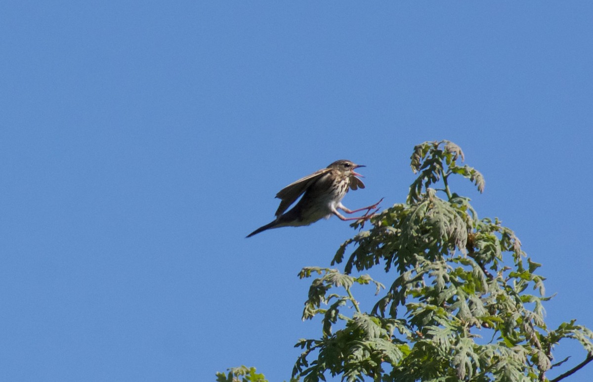 Tree Pipit - ML619961102