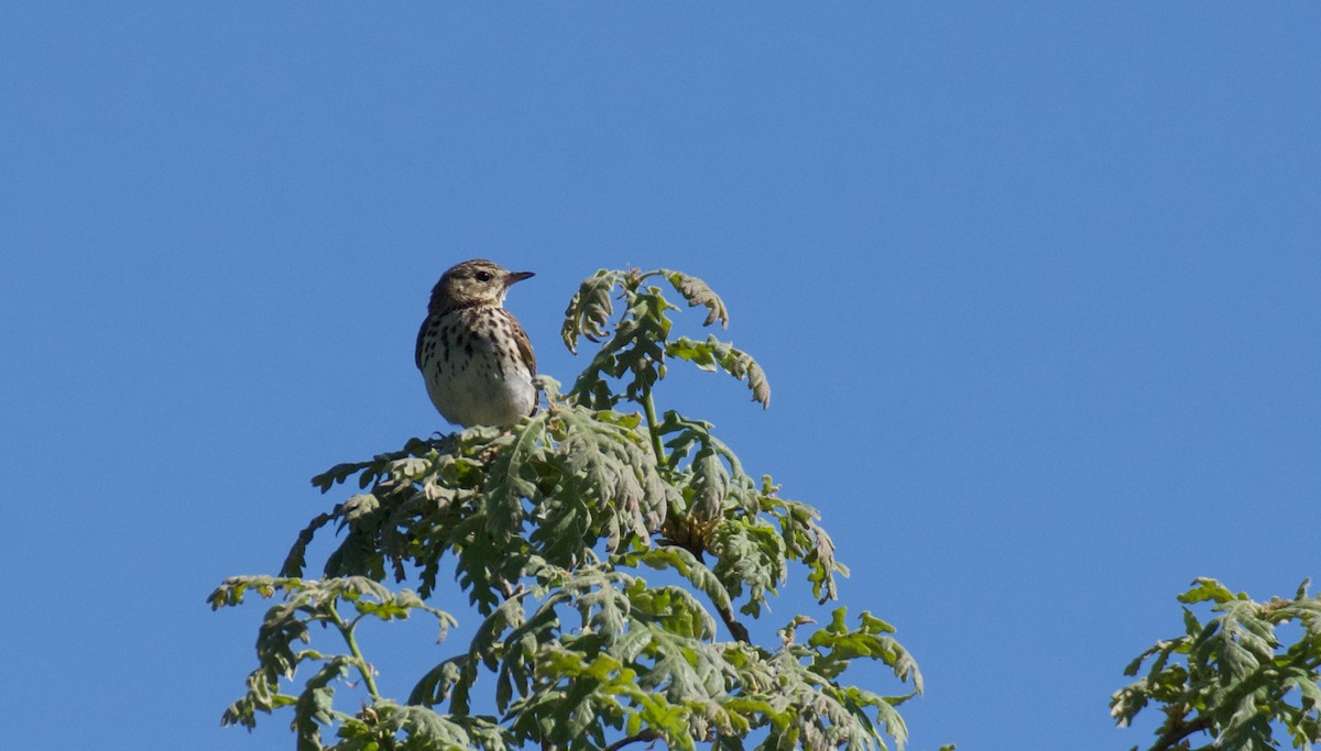 Tree Pipit - ML619961104