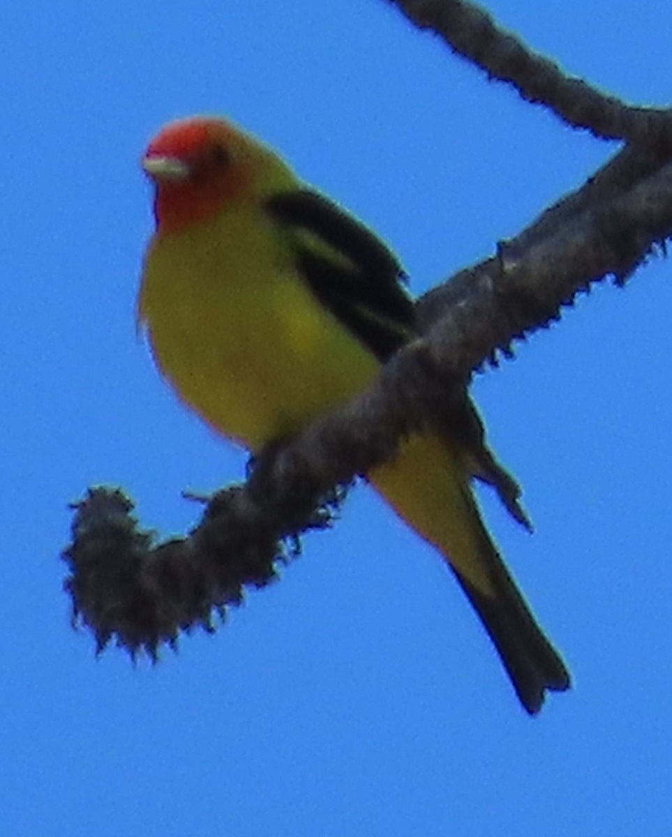 Western Tanager - ML619961110