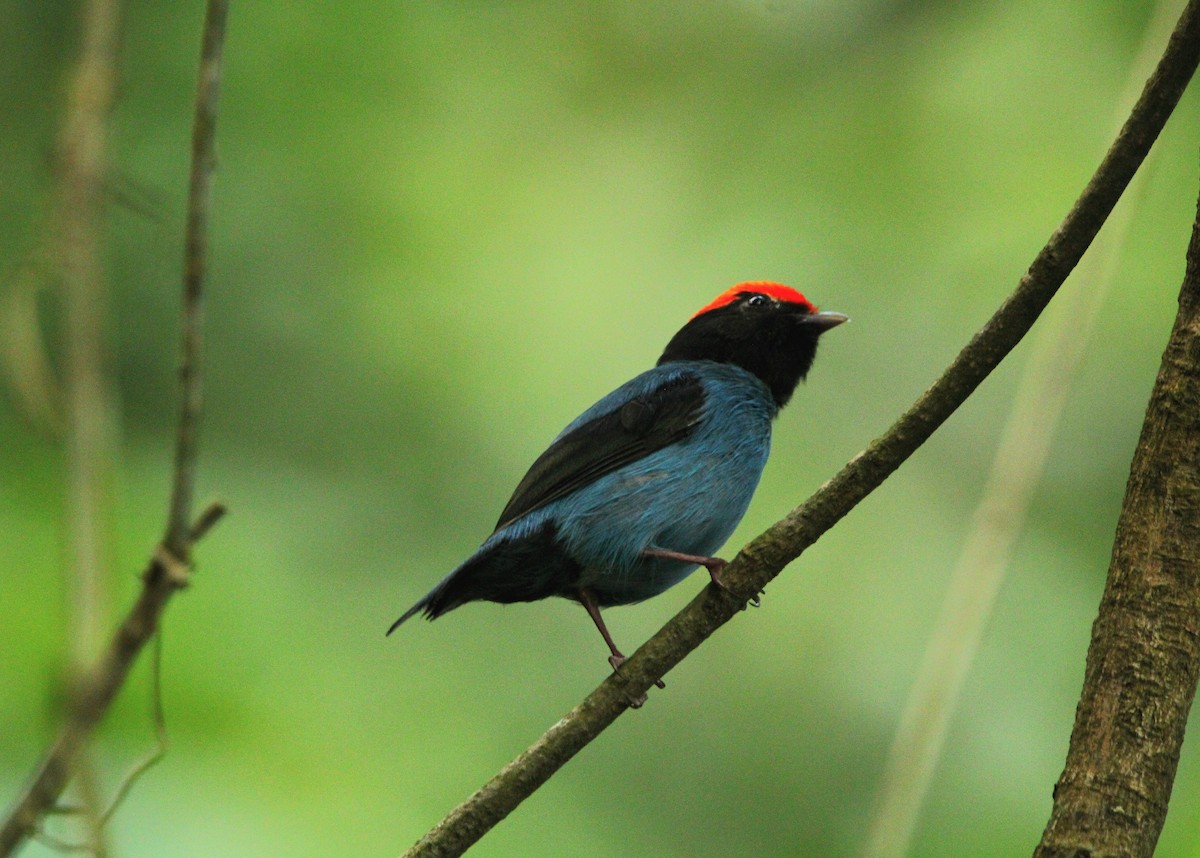 Swallow-tailed Manakin - Paulo Fagundes