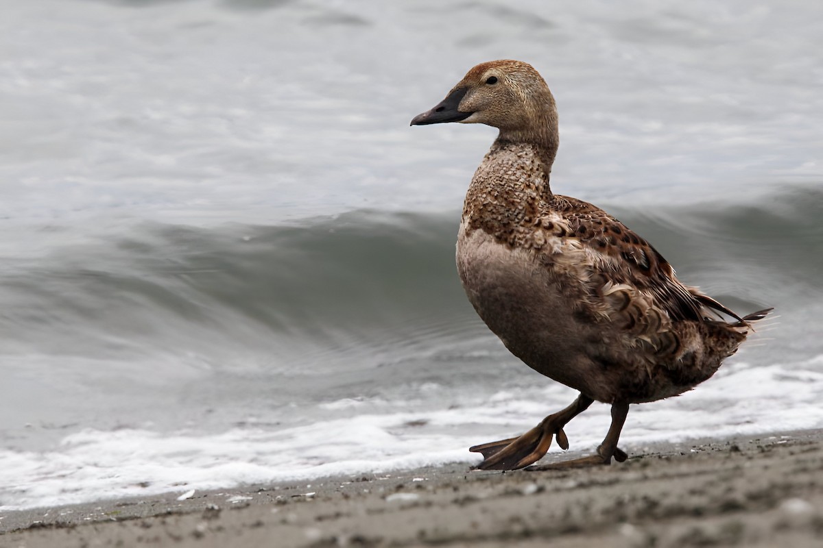 Eider à tête grise - ML619961116