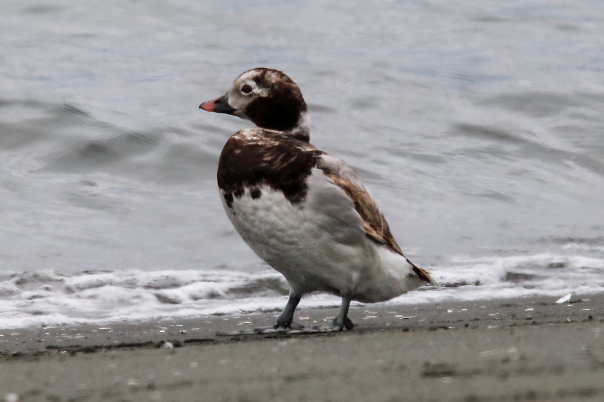 Long-tailed Duck - ML619961131