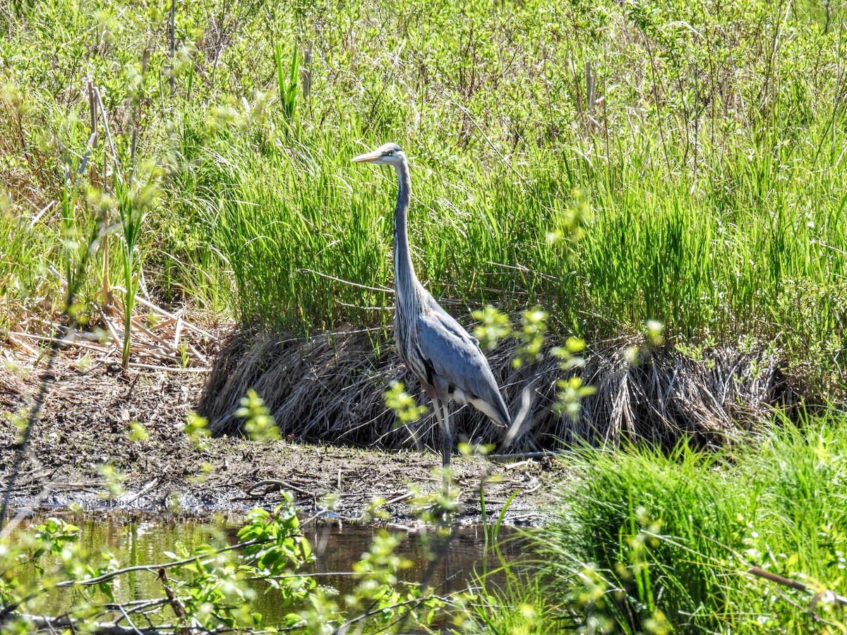 Great Blue Heron - ML619961132