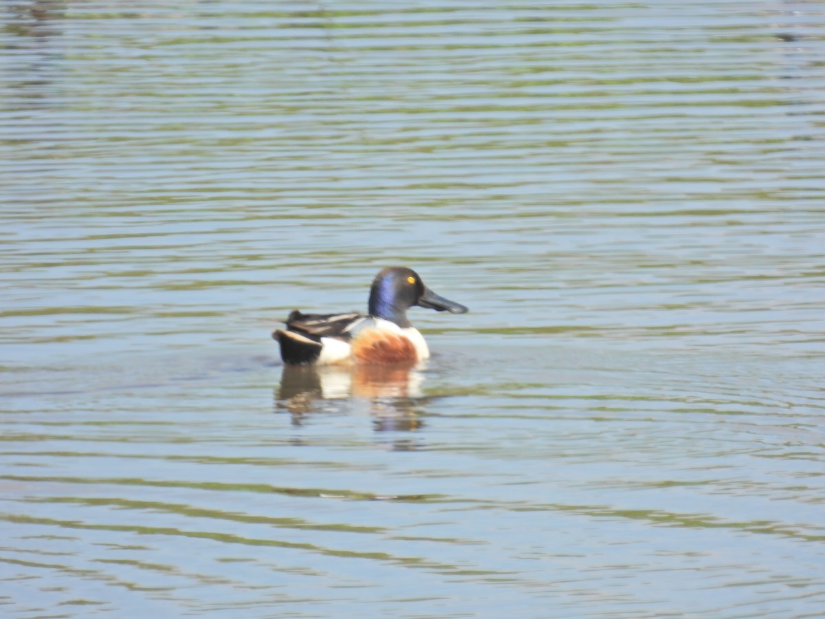 Northern Shoveler - ML619961133