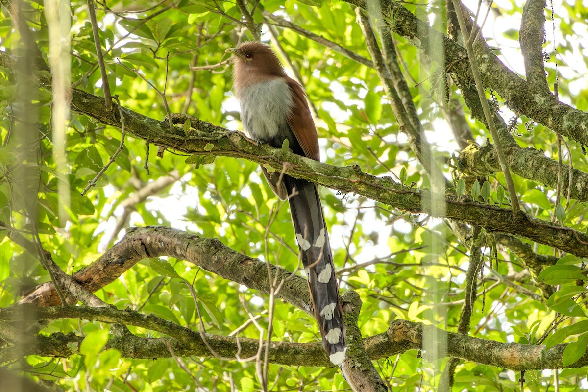 Squirrel Cuckoo - ML619961147