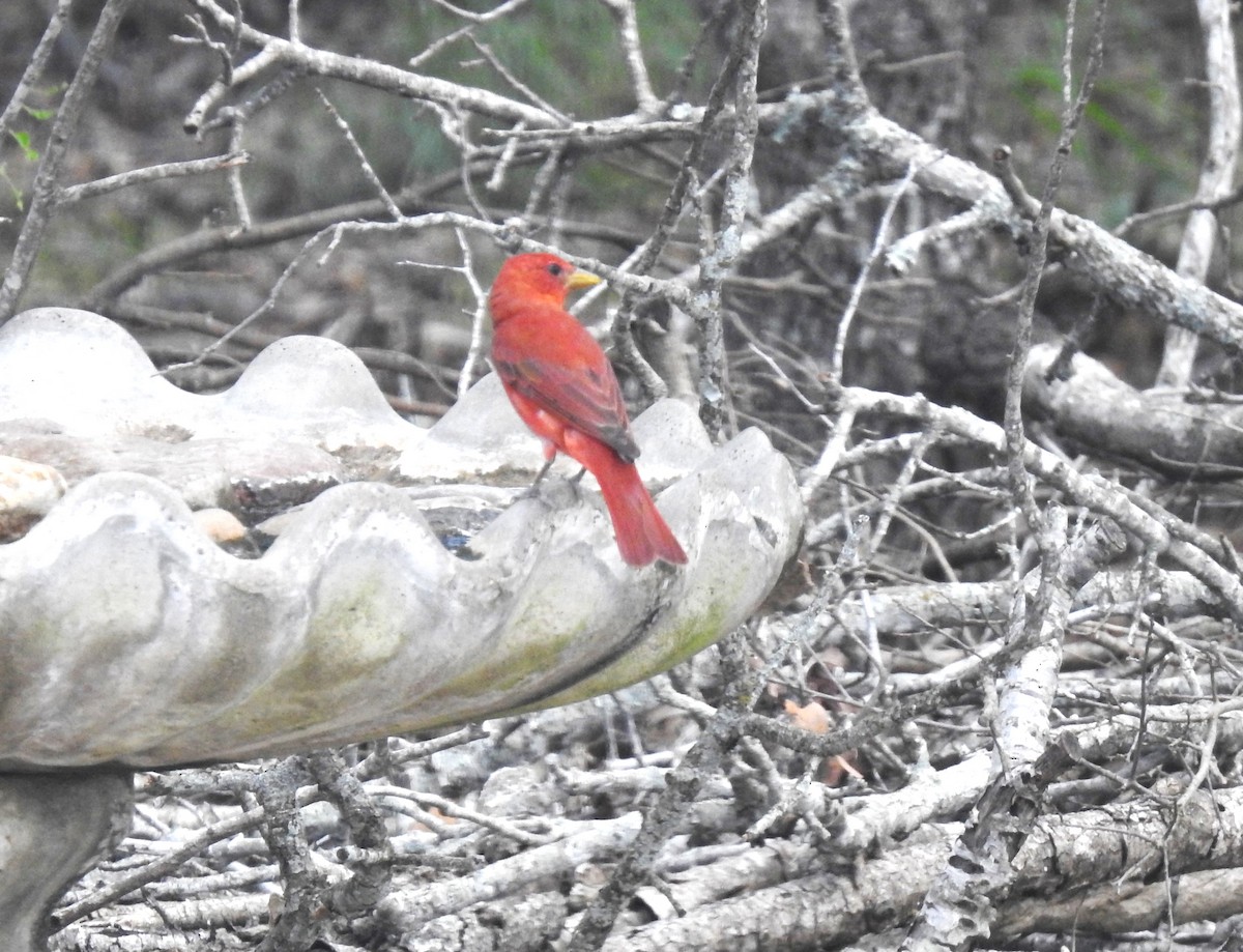 Summer Tanager - ML619961154