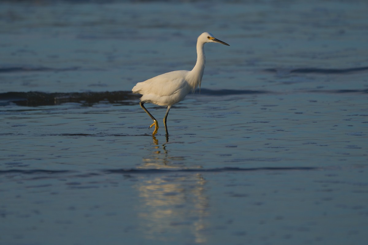 Snowy Egret - ML619961159