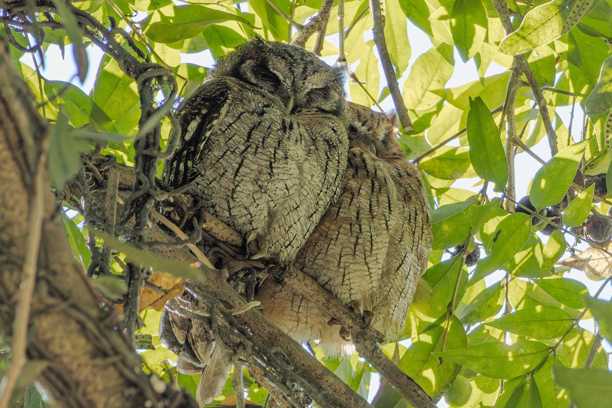 Tropical Screech-Owl - ML619961165