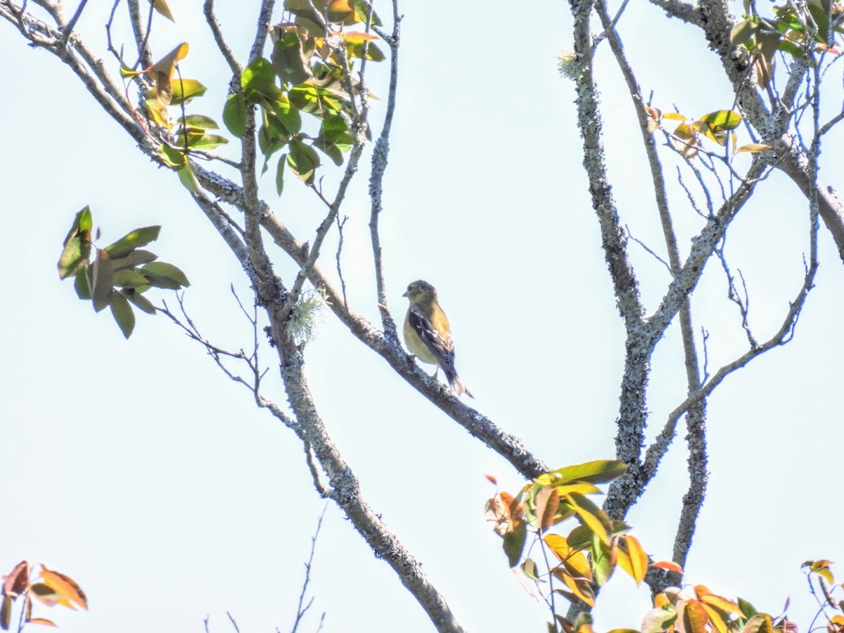 American Goldfinch - ML619961167