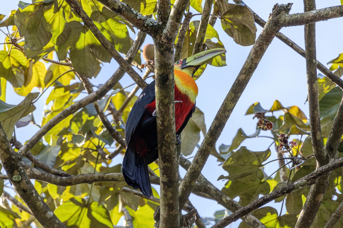 Red-breasted Toucan - ML619961174