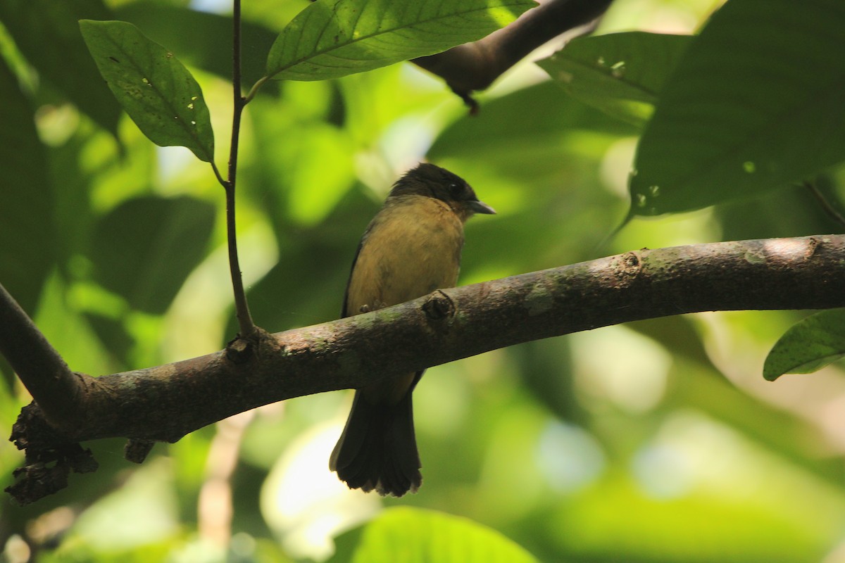 Black-goggled Tanager - ML619961177