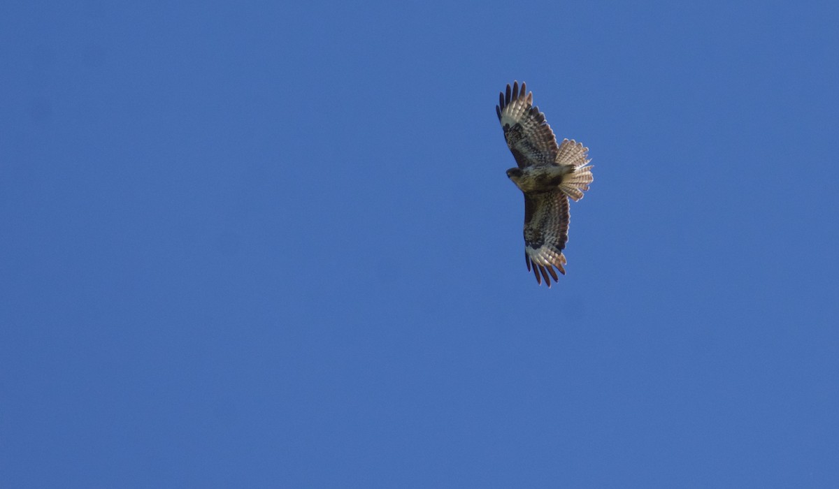 Short-toed Snake-Eagle - ML619961181