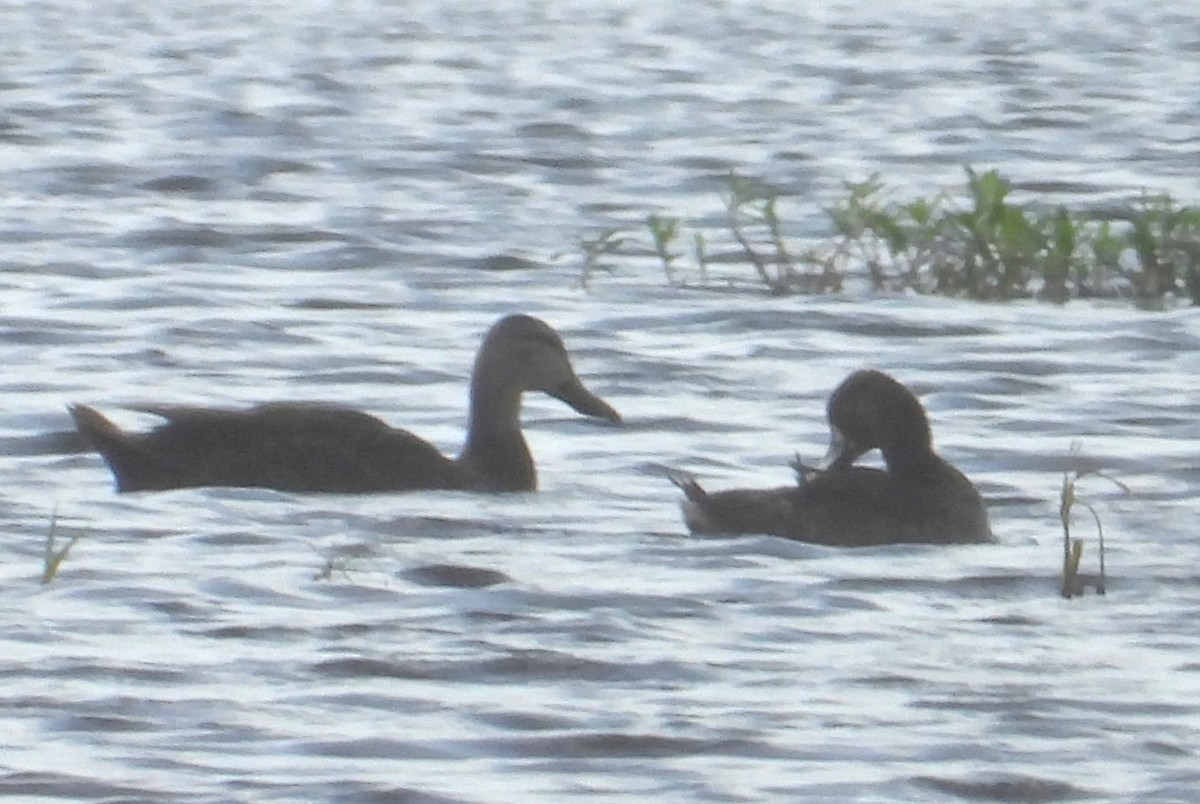 Ring-necked Duck - ML619961183